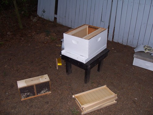 the package of bees next to the hive