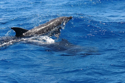 Delfín  visto el 11mayo 2007.Tursiops.Bayahibe 119 (6)