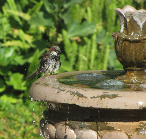 house sparrow giving a shake