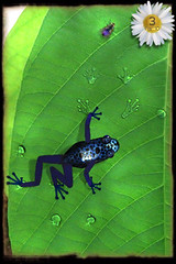 iPhone App: Ancient Frog