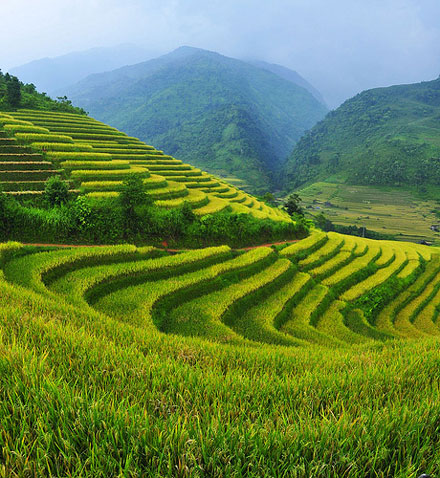 The terraced fields in Sa Pa, Vietnam