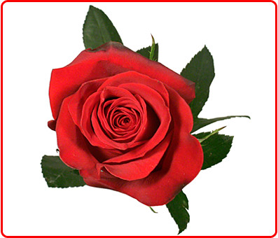 Happy Valentine's Day Weekend! Red Rose Valentine