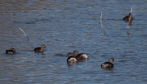 Least Grebes
