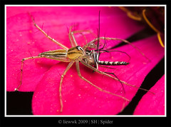 4.2 Lynx Spider ...eating mosquito ...