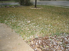 Hail on front lawn