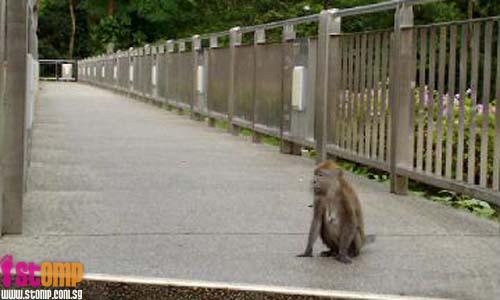 No jaywalking. Monkeys more law-abiding than humans