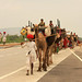 comitiva de camells