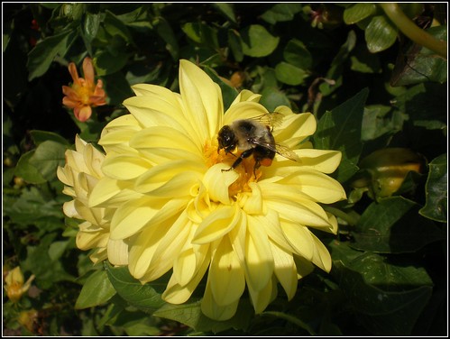 Bee-utiful flowers