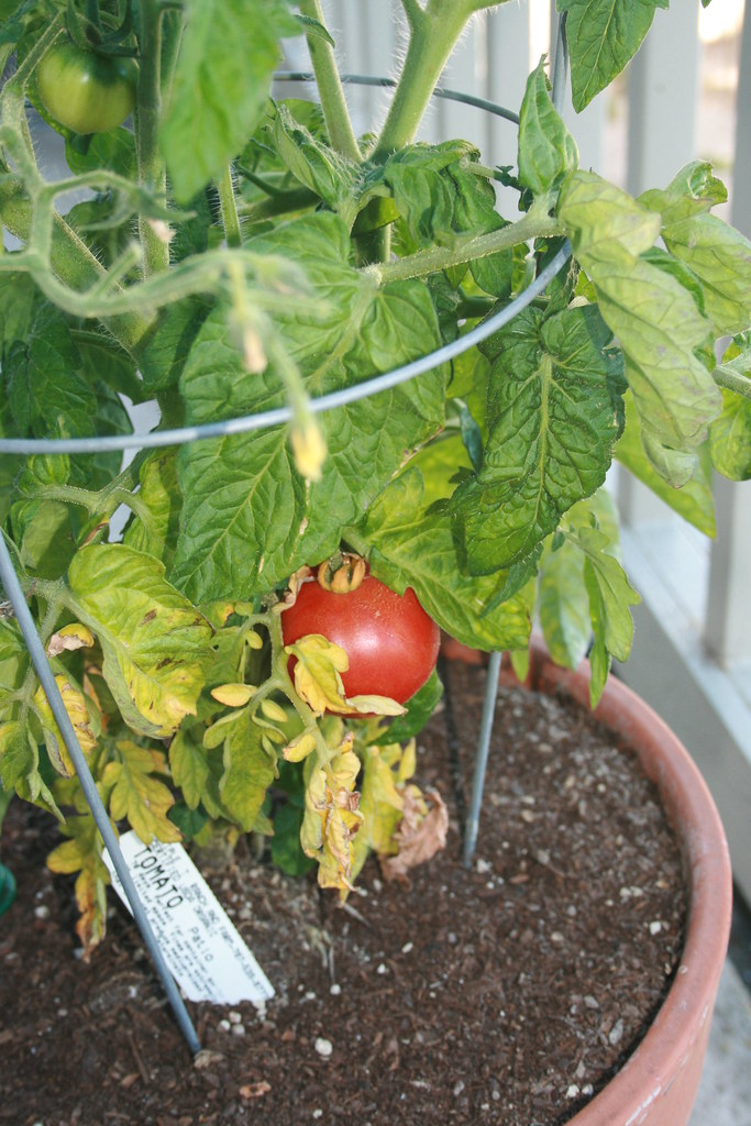 Tomato on the vine