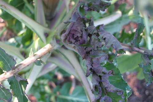 winter garden - purple sprouting broccoli