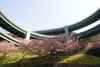  河津ループ橋の昼桜