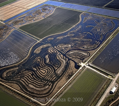 "Aerial Photo" "California Delta" wetlands "Delta Patterns"
