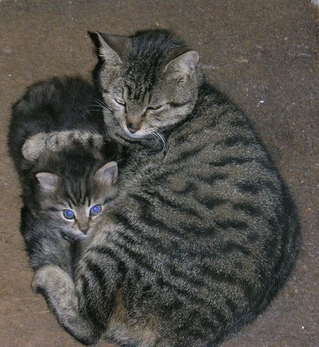 Az anya macsek átöleli a gyerőcöt :)