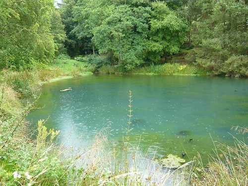 Pond Algea