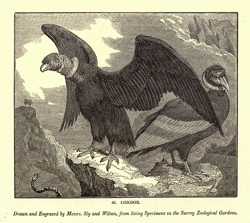 004a-Condor-One hundred and fifty wood cuts, selected from the Penny magazine 1835