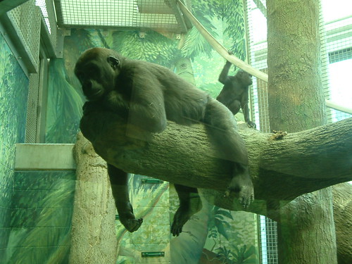 Have a lazy weekend. by Sunshine Gorilla