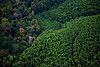 Eucalyptus plantations east of Pekanbaru di Greenpeace International