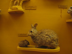 Florida swamp rabbit