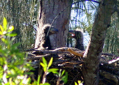 Eagle Nest Mates 20090215