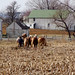 Amish Spring Plowing