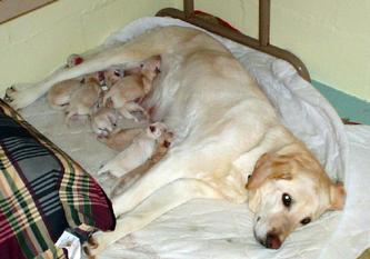 Milly and Pups