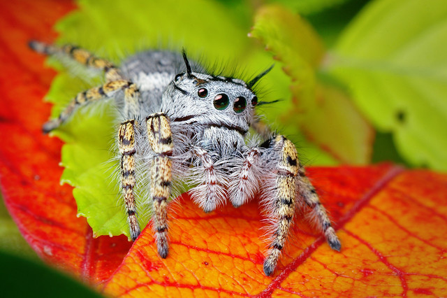 Adult Female Jumping Spider - (Phidippus mystaceus)