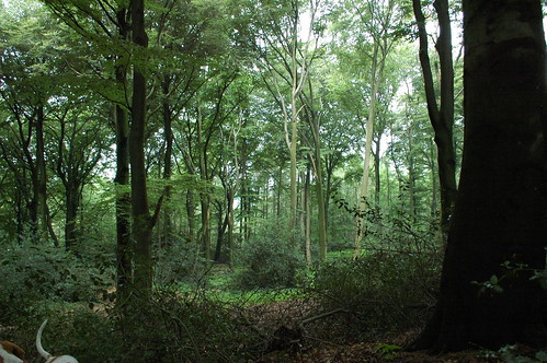 Hattingen woods