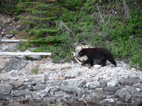 Black Bear on the Shore of Lake Waterton