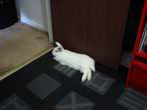 gus flopped by my office door