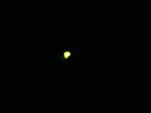 蛍　firefly