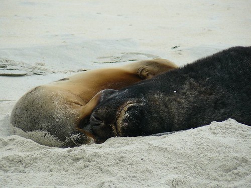Lion de mer Sand Beach Nouvelle Zelande #9