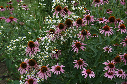 purple cone flowers and asters