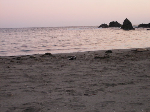 Skunk on the beach