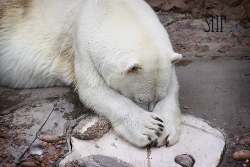 . polar bear .