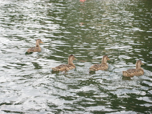 All our ducks in a row