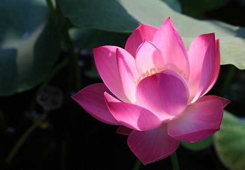 Lotus Flower Pink For the best visual impact please view this pink 