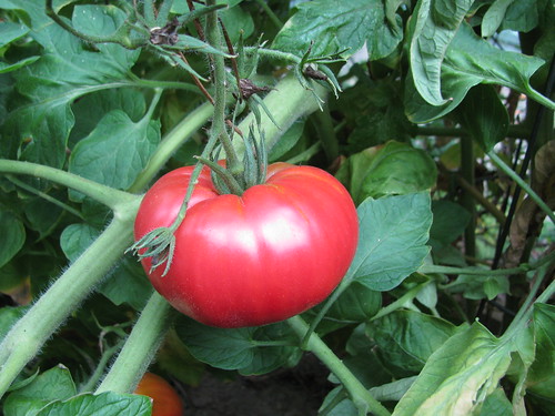 look at this beauty pink tomato!