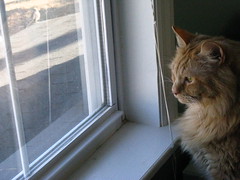 Jasper looking out the window