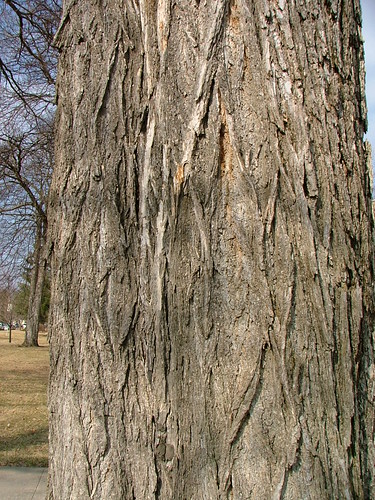 american elm tree bark. American Elm bark