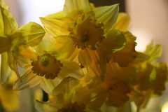 #77/365 - Daffodils
