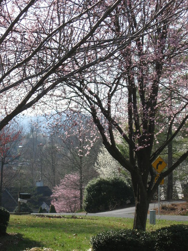 Spring in Charlottesville