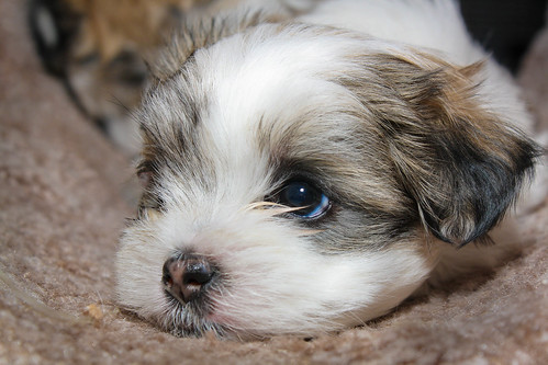 puppy and kittens pictures. Maltese Shihtzu puppy in Mias