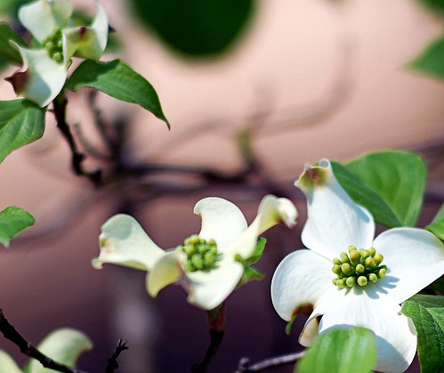 "After all, I don't see why I am always asking for private, individual, selfish miracles when every year there are miracles like white dogwood."