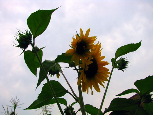 Tennessee Sunflowers