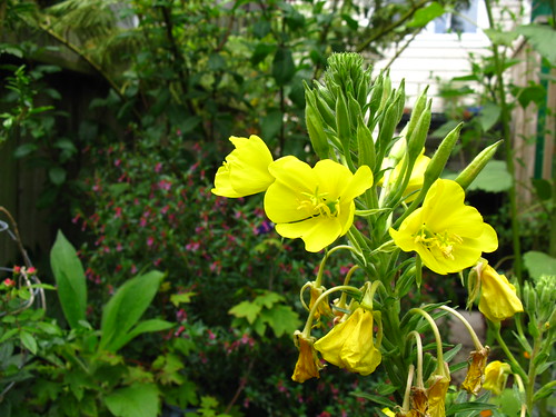 2009-08-01 garden; Oenothera
