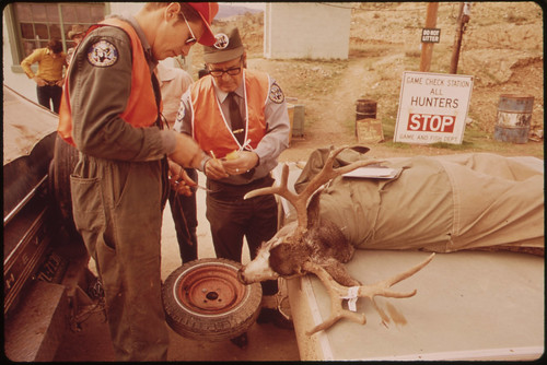 Deer Hunters Kill Is Counted and Examined at Check Station North of Rifle by Employees of the Colorado Department of Fish and Game. the Information Is Used to Determine the Time and Duration of Next Years Season and What Type of Deer May Be Hunted, 10/1972  by David Hiser