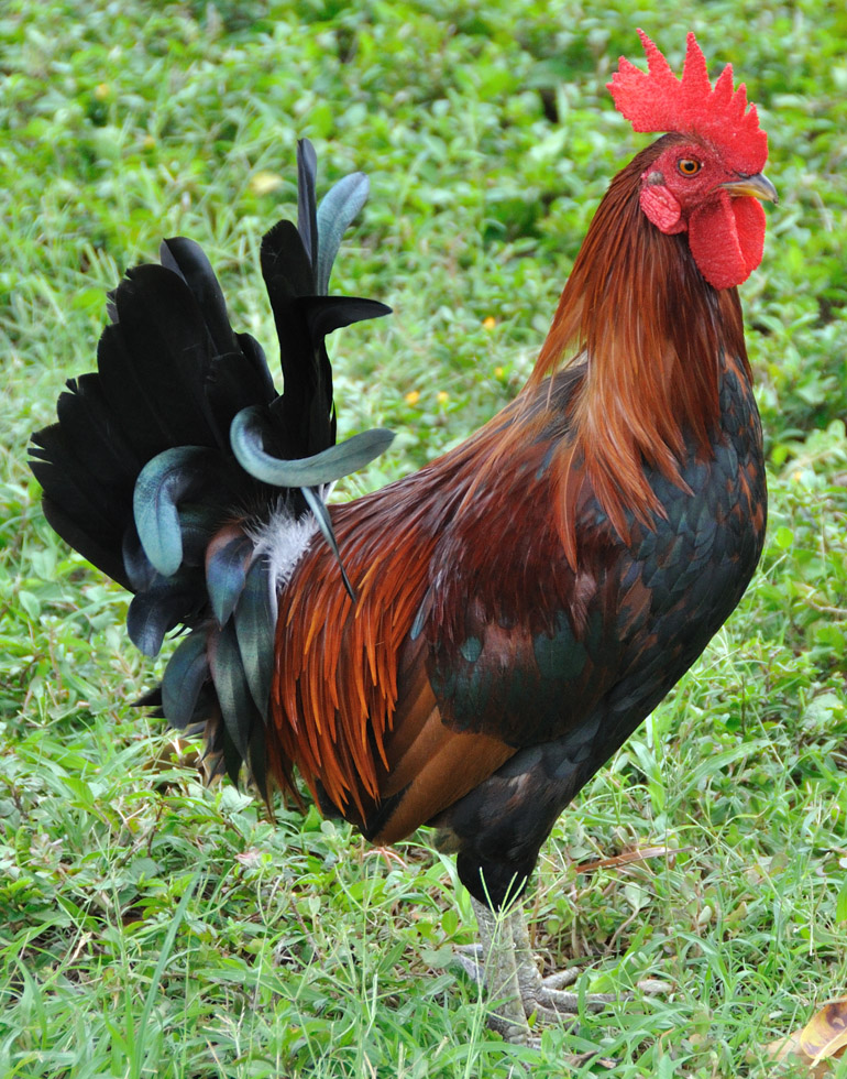 rooster_0181