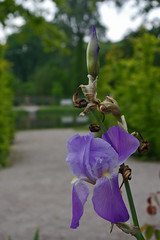 Iris and Baroque Garden