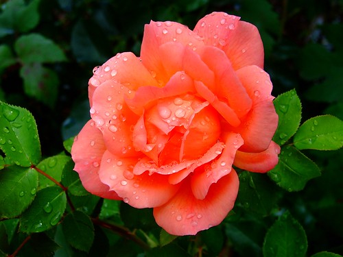 raindrops-on-rose