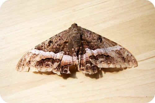 moth.